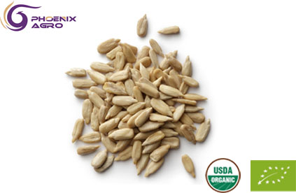 Organic Sunflower Kernel