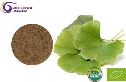 Organic Ginko Extract Powder