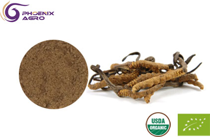 Organic Cordyeps Militaris Extract Powder