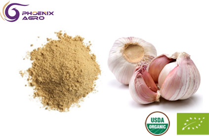 Organic Garlic Extract Powder